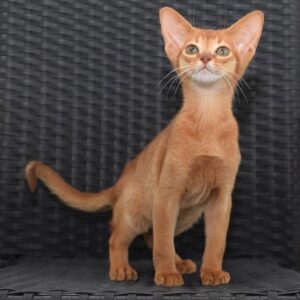 Abyssinian Cat for sale