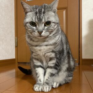American Shorthair Cat for sale