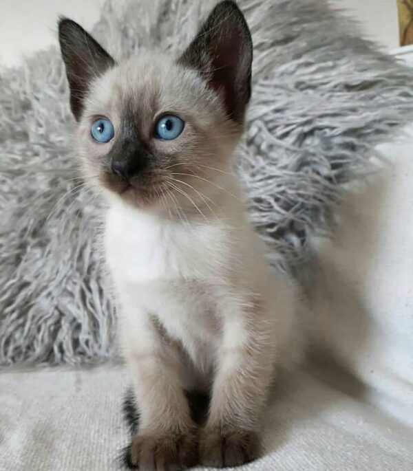 Siamese Kittens for sale