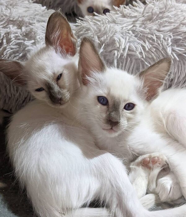 Balinese Cat for sale
