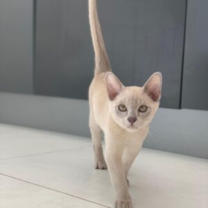 Burmese Cat for sale