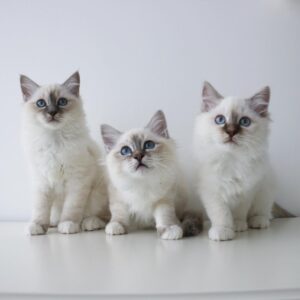 Birman Kittens for sale
