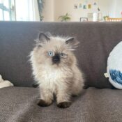 Himalayan Kittens for sale | Himalayan cat for sale