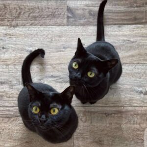 Bombay Cat for sale