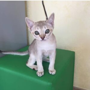 Singapura Cat for sale