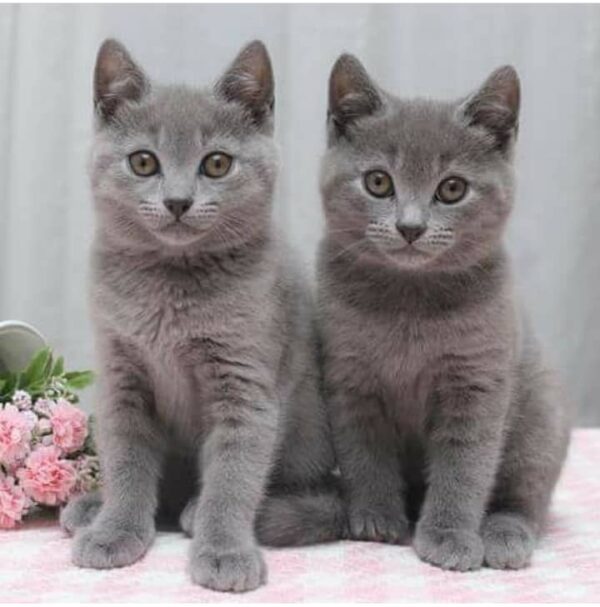 Chartreux Cat for sale