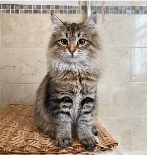 Siberian Cat for sale