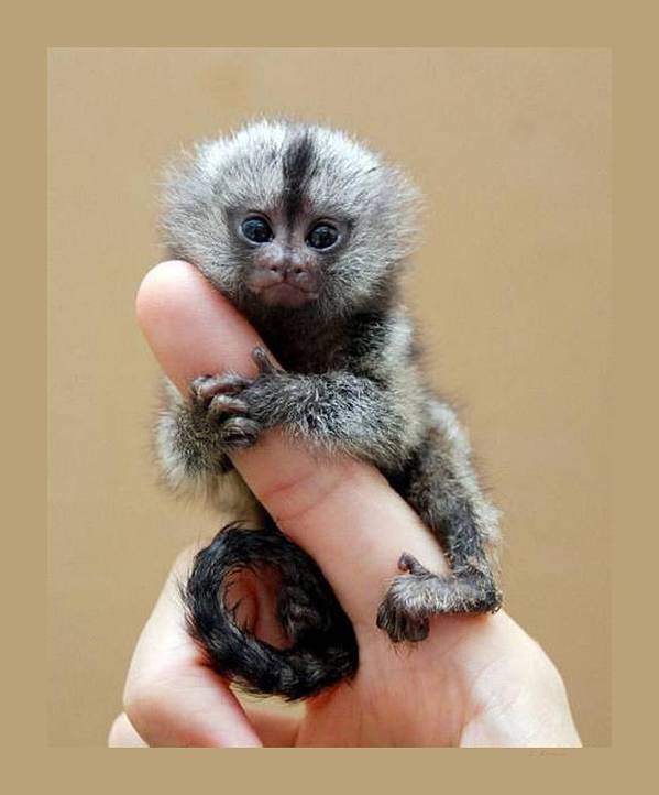 Finger Monkey for sale